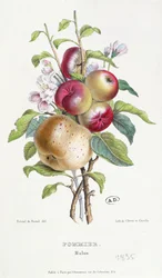 Äppelträd (Malus), c.1835